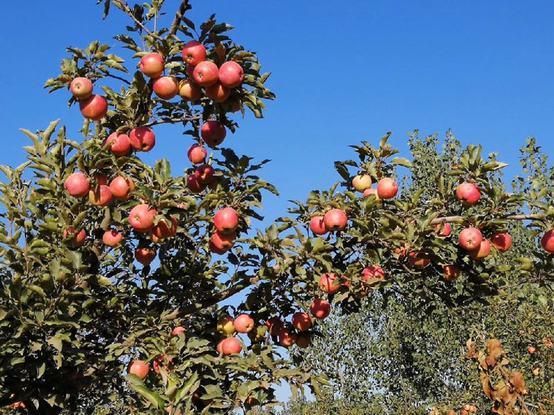 apple orchards.jpeg Apple Orchard.jpeg