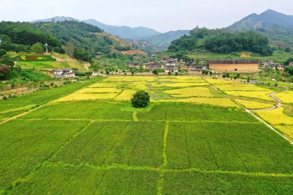 Rice Fields.jpg