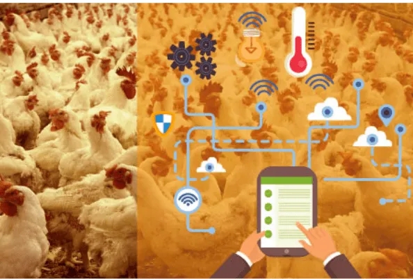 Livestock and poultry breeding Internet of Things.jpg