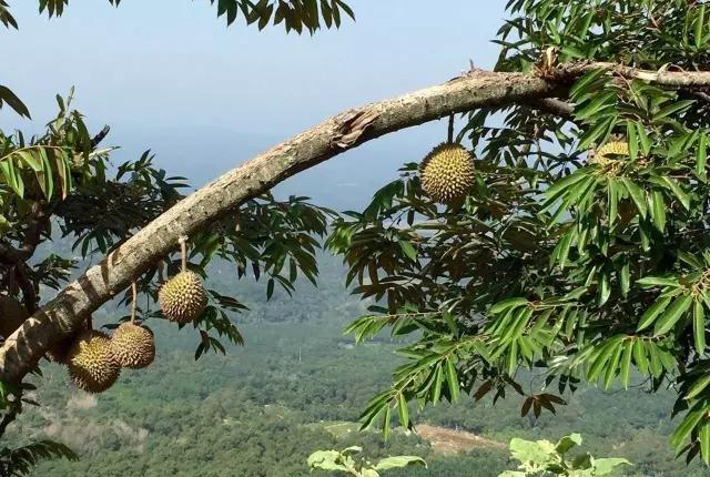 Durian plantation weather station (3).jpeg