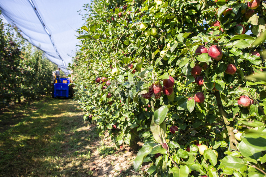 Apple farming (2).jpg