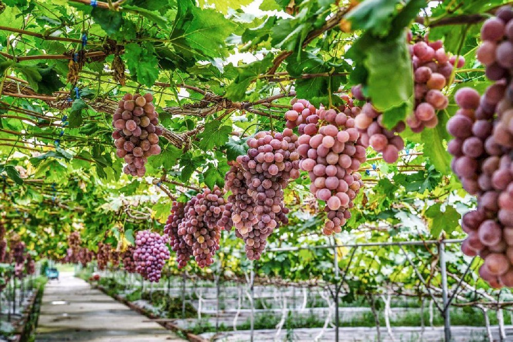 weather stations for vineyards (2).jpeg