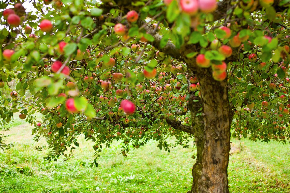 apple tree (2).jpg