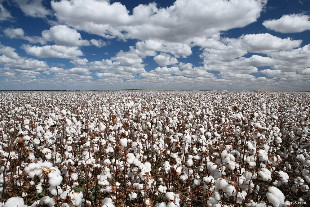 Cotton.jpg