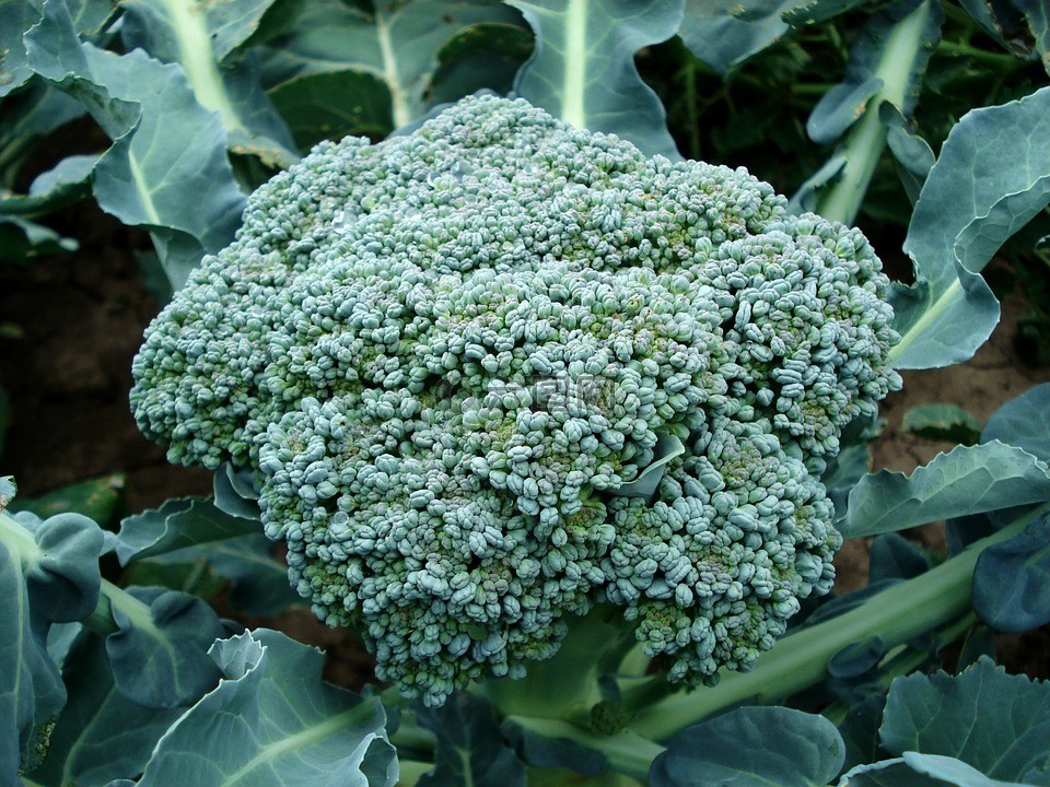 broccoli.jpg