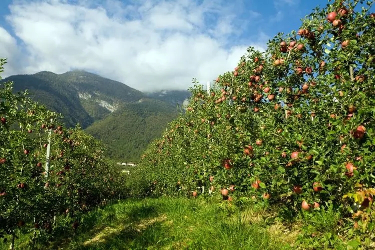 apple tree.jpg