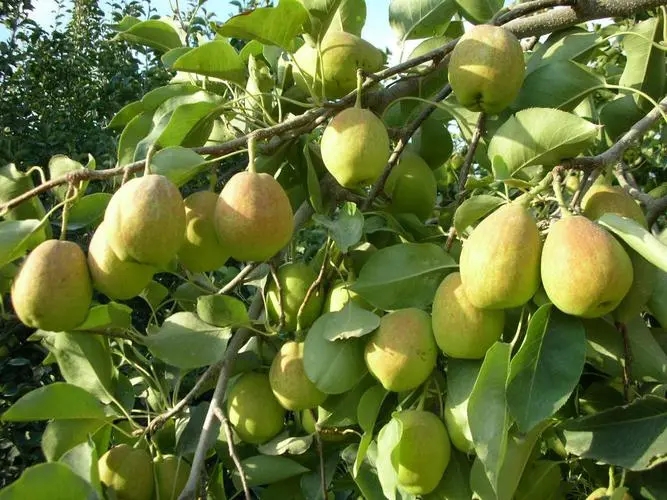 pear tree (1).jpg