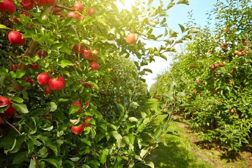 Benefits of on-farm weather stations on orchards in NSW