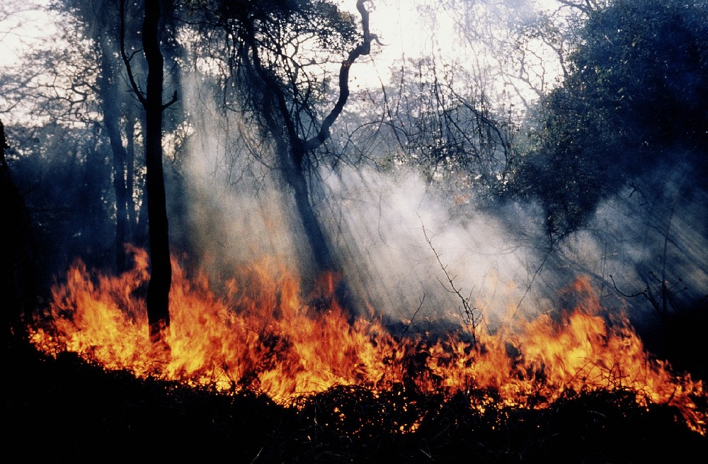 forest fire.jpg