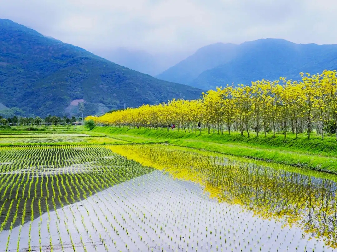 Paddy field.jpg