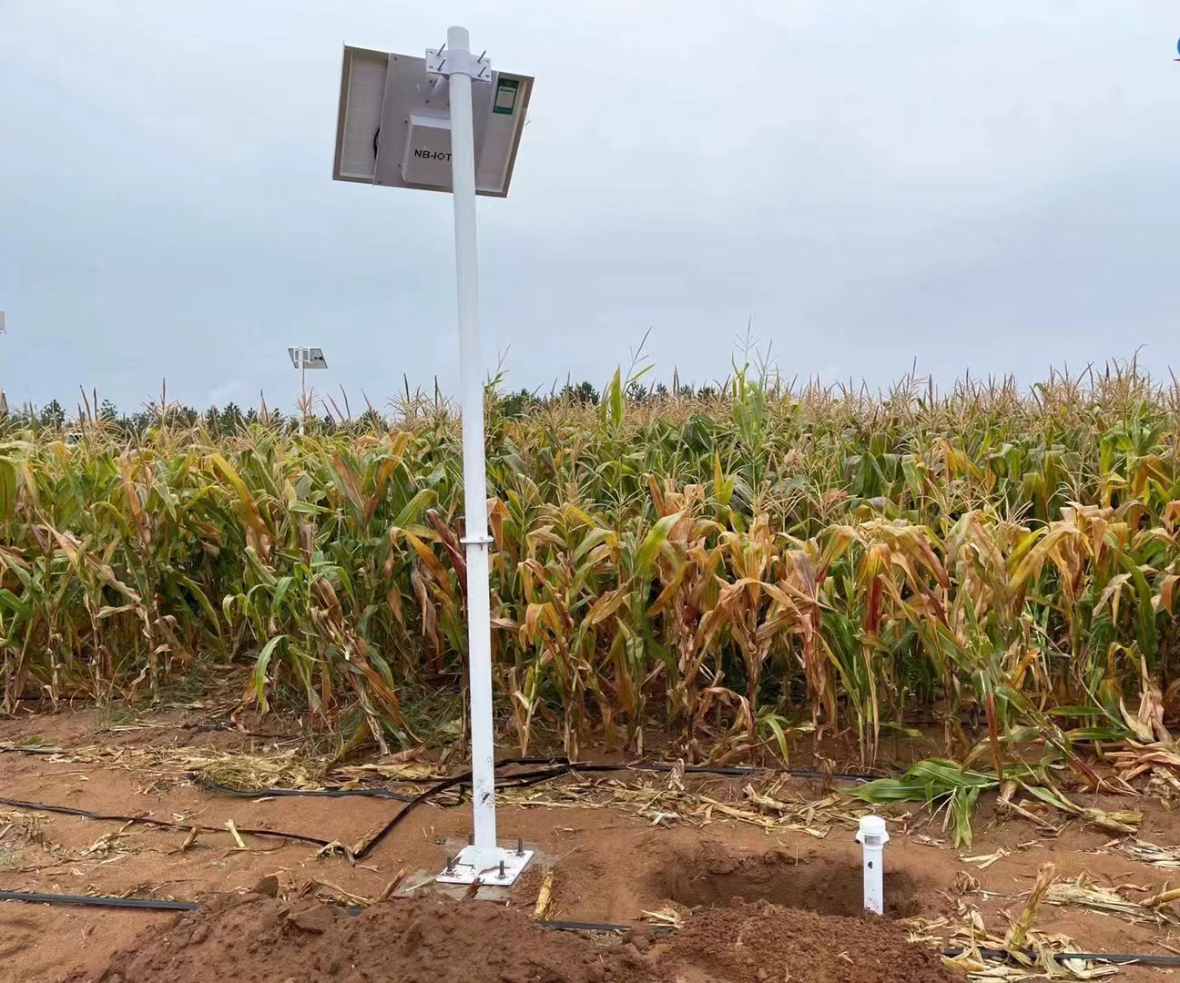 Soil moisture sensors Installation Picture.jpg