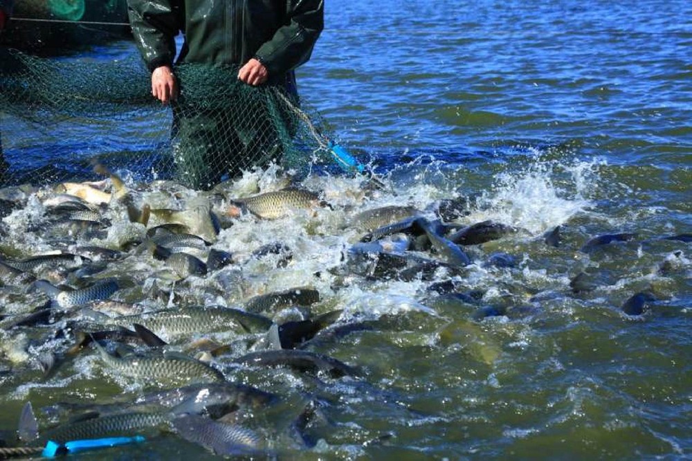 aquaculture water quality monitoring.jpeg